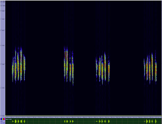 bird sonogram