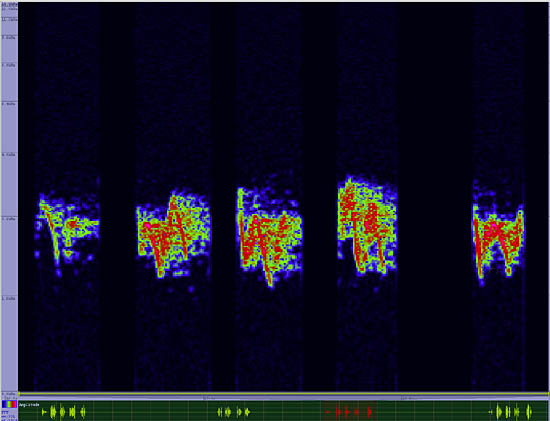 bird sonogram