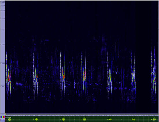 bird sonogram