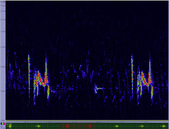 bird sonogram