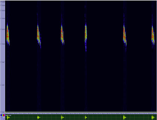 bird sonogram