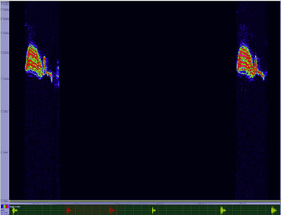 bird sonogram