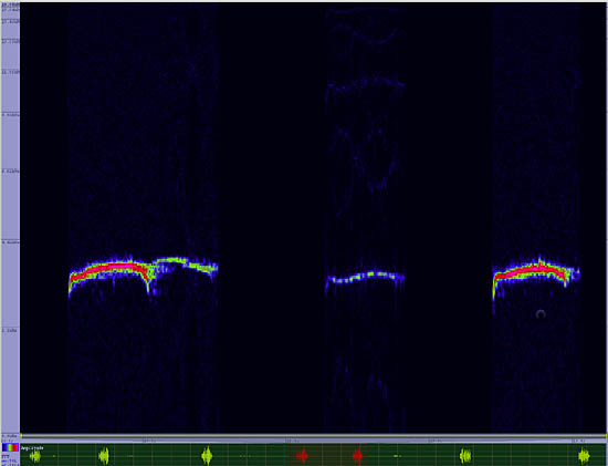 bird sonogram