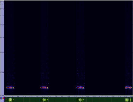 bird sonogram