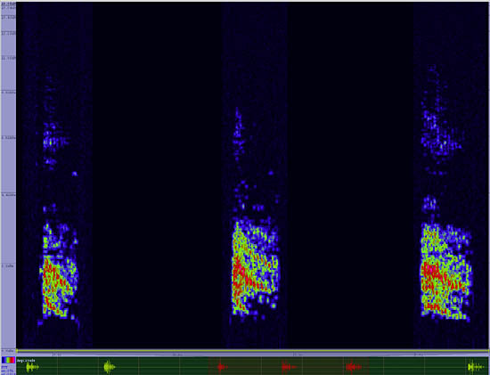 bird sonogram