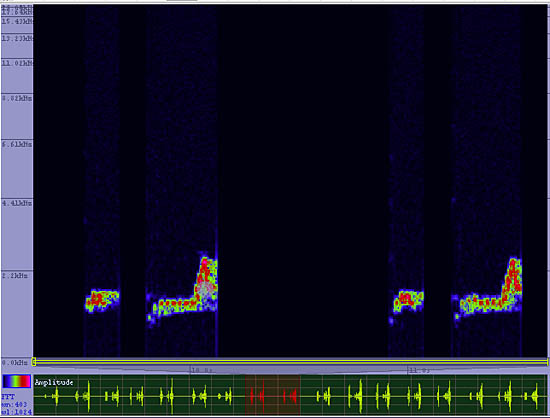 bird sonogram