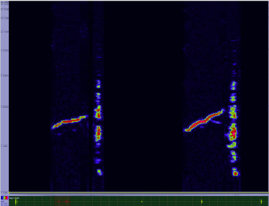 bird sonogram