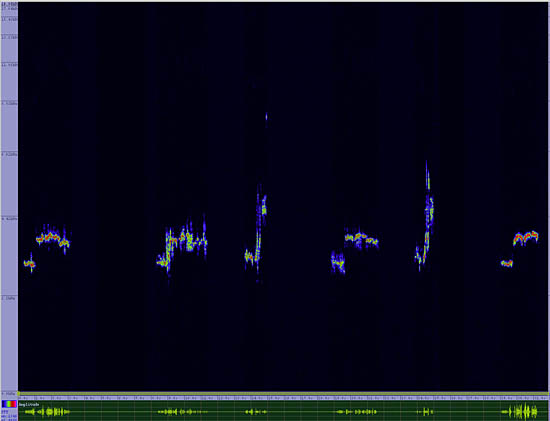 bird sonogram