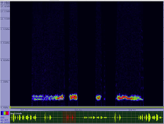 bird sonogram