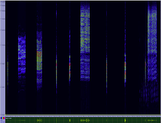 bird sonogram