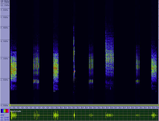 bird sonogram