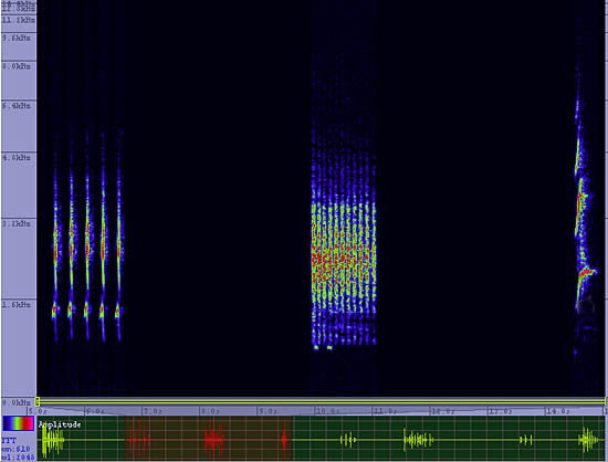 bird sonogram