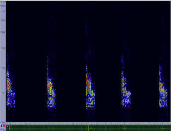 bird sonogram