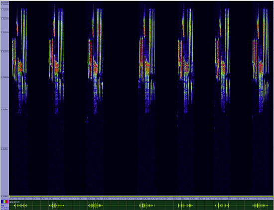 bird sonogram