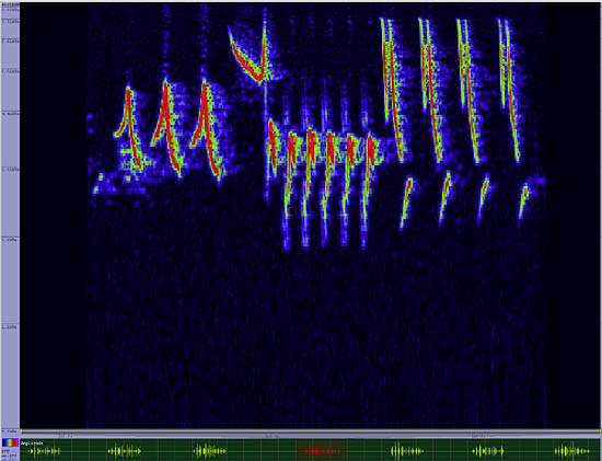 bird sonogram