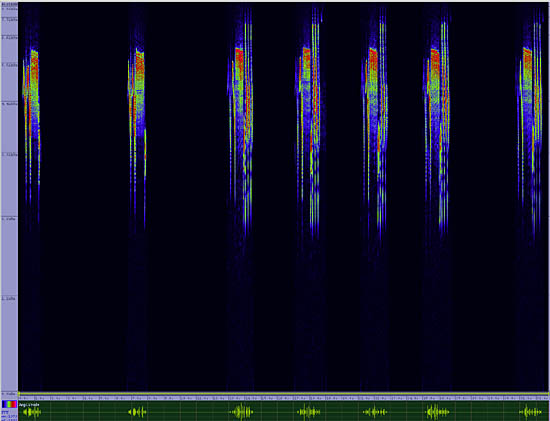 bird sonogram