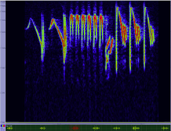 bird sonogram