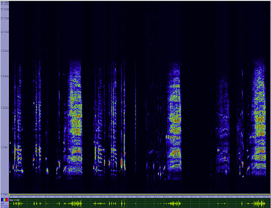 bird sonogram