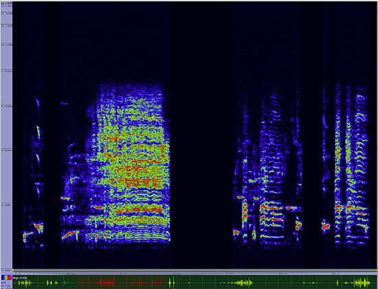 bird sonogram