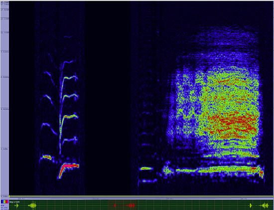 bird sonogram