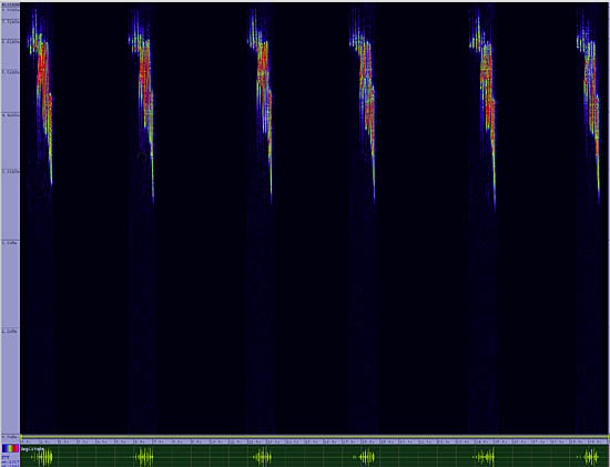 bird sonogram