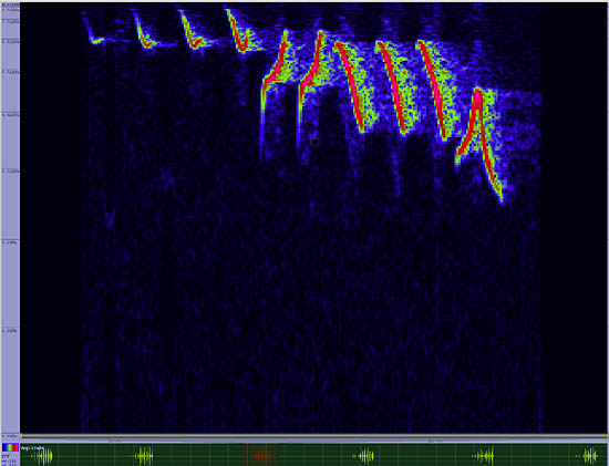 bird sonogram