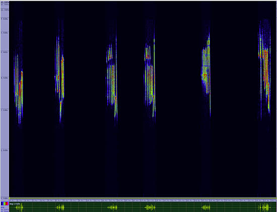 bird sonogram