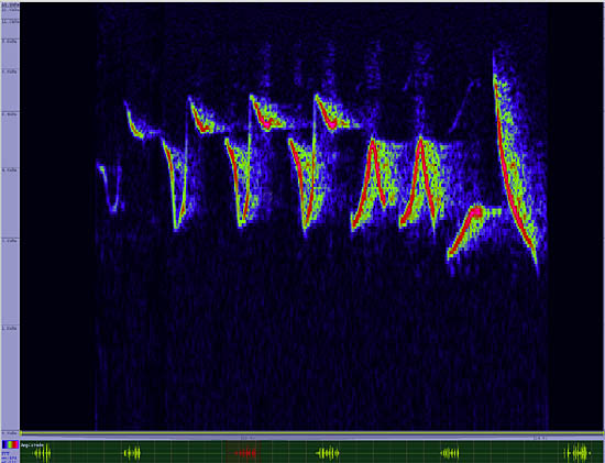 bird sonogram