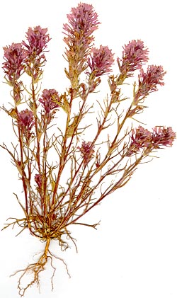 castilleja