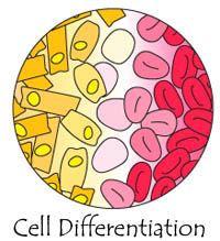 cell differentiation