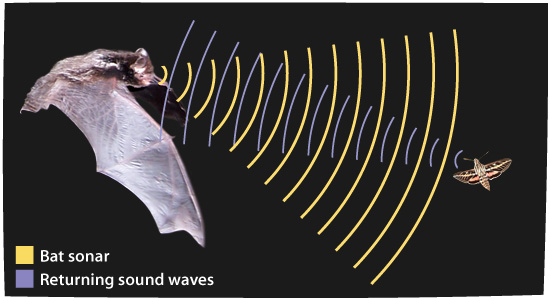 bat echolocation