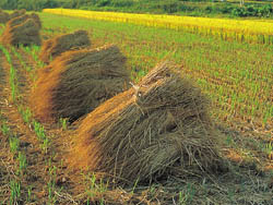 hay stacks