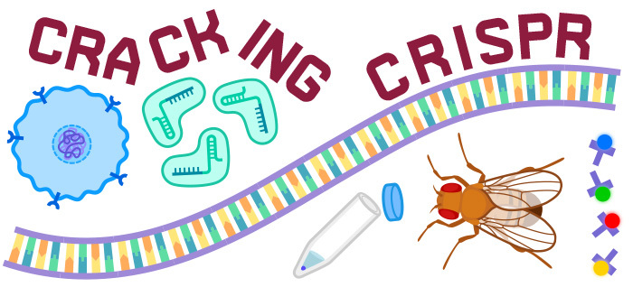 An illustration for the CRISPR game that includes Cas9, a cell, DNA, a fruit fly, and a test tube