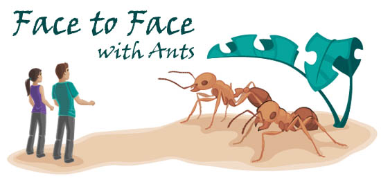 Face to Face with Ants