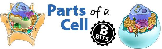 Parts of a Cell Biology Bits