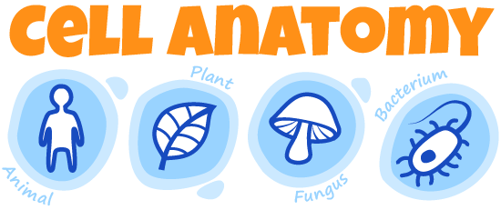 Cell anatomy viewer - animal cells, plant cells, and bacterial cells