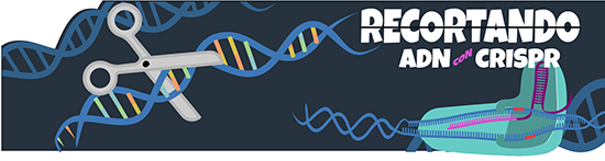 cutting dna with crispr spanish translation