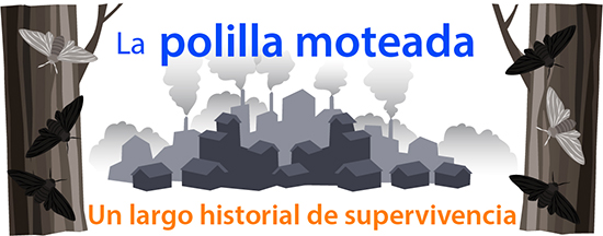 Polilla moteada