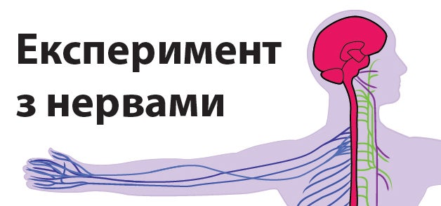 Зображення ілюстрації тіла, на якому зображено нерви в тілі на руці та голові