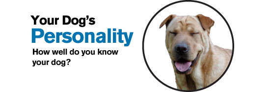 Your Dog's Personality