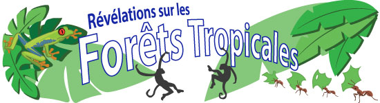 Forêts Tropicales Pluvieuses