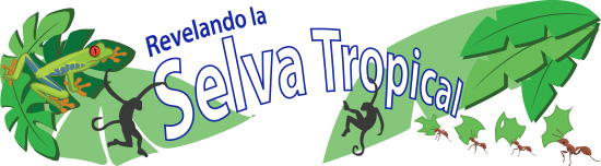 Revelando la Selva Tropical