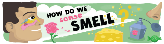 Sense of Smell