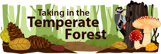 Temperate Forest Biome