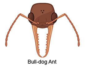 bulldog ant