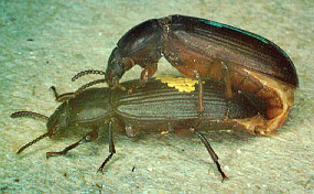 Beetles mating