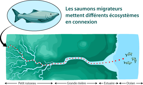 Les saumons