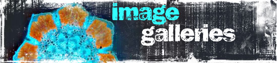 This is the header image for "image galleries"