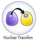 nuclear 
				transfers