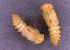 pupae